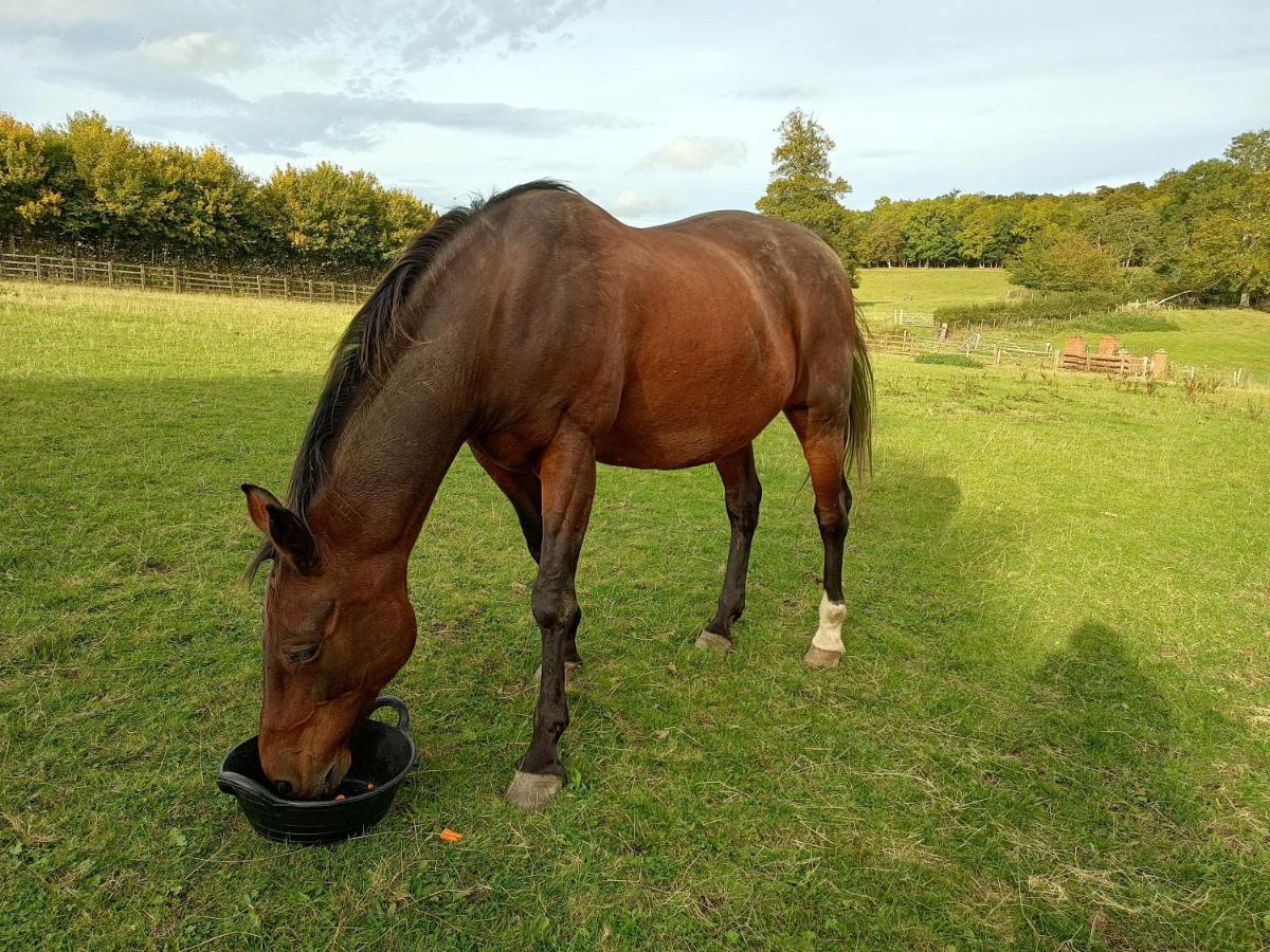 The Stables At Eriviat Hall Henllan  外观 照片